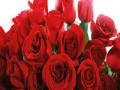 ‘व्हॅलेंटाइन डे’साठी गुलाब तयार - Marathi News | Rose for 'Valentine's Day' | Latest pune News at Lokmat.com