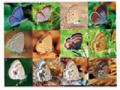 फुलपाखरांचे सौंदर्य बदलते ऋतुप्रमाणे - Marathi News | The beauty of the butterfly, like the changing season | Latest maharashtra News at Lokmat.com