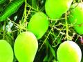 यंदा आंबा बागायतदार सुखावणार! - Marathi News | Mango cultivator will dry this year! | Latest mumbai News at Lokmat.com