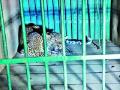ढमाले मळ्यात बिबट्या अडकला पिंजऱ्यात - Marathi News | In the Dhamale mudra leopard stuck cage | Latest pune News at Lokmat.com