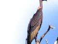 गिधाडांच्या घरट्यांची माहिती द्या - Marathi News | Information about vultures nests | Latest mumbai News at Lokmat.com