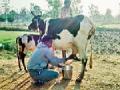 २३ हजार लिटर दूध उत्पादन वाढले - Marathi News | 23 thousand liters of milk production increased | Latest gadchiroli News at Lokmat.com