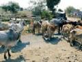 १० लाख पशुधनाला वैरण, पाणीटंचाईची झळ - Marathi News | Fill the 10 lakh livestock, water scarcity problem | Latest amravati News at Lokmat.com