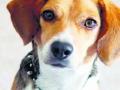 शहरात मोकाट कुत्र्यांची धास्ती - Marathi News | The scared of dogs in the city | Latest pune News at Lokmat.com
