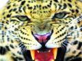 बिबट्याचा शेतकऱ्यावर हल्ल्याचा प्रयत्न - Marathi News | Leopard strikes against the farmer | Latest pune News at Lokmat.com
