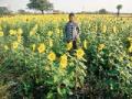 खांबाडा-नेरी मार्गावर फुलली सूर्यफुलाची शेती - Marathi News | Sunflower farm full of Khulambara-Neri road | Latest chandrapur News at Lokmat.com
