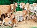 देशी गायी, म्हशींना येणार ‘अच्छे दिन’ - Marathi News | Native cows, buffaloes will come in 'good days' | Latest gadchiroli News at Lokmat.com