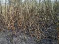 आगीत ऊस जळून खाक - Marathi News | Fire burns sugarcane | Latest buldhana News at Lokmat.com