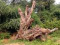 ‘त्या’ वृक्षाला अखेर जीवदान मिळालेच नाही - Marathi News | 'That' tree did not get a living | Latest chandrapur News at Lokmat.com