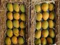 वाशी मार्के टमध्ये १५ लाख आंबा पेट्यांची विक्री - Marathi News | Sales of 1.5 million mangos in Vashi Market | Latest mumbai News at Lokmat.com