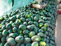 ढिगाऱ्यांनी आले टरबूज : - Marathi News | Wilted Watermelon: | Latest nagpur News at Lokmat.com