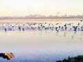 गोसीखुर्द धरणातील स्थलांतरित पक्षी परतीच्या वाटेवर - Marathi News | The migratory birds return to the Gosikhurd dam | Latest bhandara News at Lokmat.com