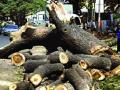 २५ झाडे तोडण्याची परवानगी वॉर्डातून ? - Marathi News | 25 trees to be removed from the ward? | Latest mumbai News at Lokmat.com