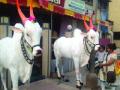 मराठमोठ्या आदरातिथ्याची भुरळ - Marathi News | Marathomodaya Adarathitha love | Latest mumbai News at Lokmat.com