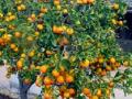 वाढत्या तापमानामुळे संत्रा फळांना गळती - Marathi News | Orange fruit leakage due to increased temperature | Latest amravati News at Lokmat.com