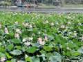 फुलले कमलदल... : - Marathi News | Flowers kamaladdi ...: | Latest amravati News at Lokmat.com