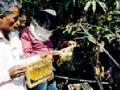 मधमाशी पालनाचे घेतले धडे - Marathi News | Beekeeping lessons | Latest bhandara News at Lokmat.com