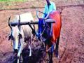 धूळ पेरणीला सुरु वात - Marathi News | The dust started sowing | Latest mumbai News at Lokmat.com