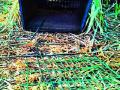 वनविभागाच्या हातावर बिबट्याची तुरी - Marathi News | Leopard on the trunk of the forest section | Latest pune News at Lokmat.com