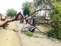 धावत्या दुचाकीवर वृक्ष कोसळला - Marathi News | The tree collapsed on a running bike | Latest yavatmal News at Lokmat.com