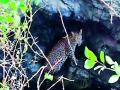 विहिरीत पडलेला बिबट्या जेरबंद - Marathi News | The leopard lying in the well | Latest pune News at Lokmat.com