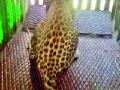वन विभागाच्या पिंजऱ्यात बिबट्या जेरबंद - Marathi News | Leopard in the forest section's cage | Latest gadchiroli News at Lokmat.com