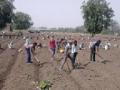 सागवन लागवड : - Marathi News | Planting the Plains: | Latest bhandara News at Lokmat.com