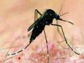 किटकजन्य आजाराने घेतले दोन वर्षात ३८१ बळी - Marathi News | 381 victims in two years of pest-related illness | Latest maharashtra News at Lokmat.com