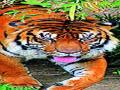 विदर्भातील चार जिल्ह्यांत पट्टेदार वाघांचे अस्तित्व - Marathi News | Leader Tiger In Four Districts Of Vidarbha | Latest maharashtra News at Lokmat.com