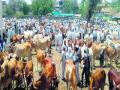 खरीप हंगामाच्या तोंडावर बैलबाजार तेजीत - Marathi News | Bull market in the mouth of the kharif season | Latest akola News at Lokmat.com
