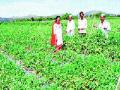 ३०० एकरांवरील टोमॅटो भुईसपाट! - Marathi News | 300 acres of tomatoes groundnut! | Latest pune News at Lokmat.com