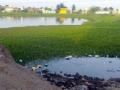 इंग्रजकालीन तलावाची दुरवस्था : - Marathi News | British pond deterioration: | Latest bhandara News at Lokmat.com