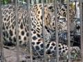 जुन्नरमध्ये आणखी एक बिबट्या जेरबंद - Marathi News | Another leopard in Junnar, Zeraband | Latest pune News at Lokmat.com