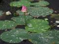 सौंदर्य कमळाचे : - Marathi News | Beauty lotus: | Latest nagpur News at Lokmat.com