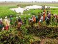 श्रमदानातून तलावातील जलकुंभी वनस्पतींची काढणी - Marathi News | Harvesting of hyacinth plants in the lake from labor | Latest gadchiroli News at Lokmat.com