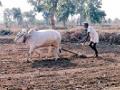 बळीराजा गुंतला मशागतीच्या कामाला - Marathi News | Farmers involved in the cultivation | Latest gondia News at Lokmat.com