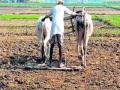 साडेतीन लाख हेक्टरवर पेरणी - Marathi News | Sowing at three and a half lakh ha | Latest buldhana News at Lokmat.com