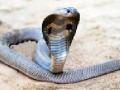थरकाप उडविणारे साप मित्रच! - Marathi News | Shivering snake friend! | Latest bhandara News at Lokmat.com