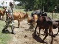 गायींच्या रक्षणासाठी बीएसएफ मैदानात , बांगलादेशी उद्योग गोत्यात - Marathi News | For the protection of cows, BSF on the field, Bangladeshi industries dive | Latest international News at Lokmat.com
