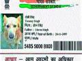 मध्य प्रदेशात ‘टॉमी’ कुत्र्याचे आधार कार्ड - Marathi News | 'Tommy' dog support card in Madhya Pradesh | Latest national News at Lokmat.com