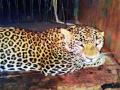 बिबट्याचा बछडा आईच्या कुशीत - Marathi News | Leopard feathers in the mother's womb | Latest pune News at Lokmat.com