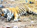 सहा महिन्यात ३४ वाघांचा मृत्यू - Marathi News | 34 tigers die in six months | Latest nagpur News at Lokmat.com