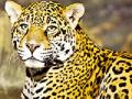 तीन दिवसांपासून बिबट्याचे दर्शन - Marathi News | The sight of the leopard for three days | Latest amravati News at Lokmat.com