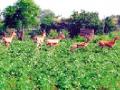 आधीच पावसाची दडी त्यात वन्यजीवांचा हैदोस... - Marathi News | The rainy season already has wildlife ... | Latest yavatmal News at Lokmat.com