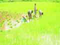 जिल्ह्यात दुबार भात लागवडीचे संकट टळले - Marathi News | The crisis of cultivation of Durbar rice in the district was avoided | Latest thane News at Lokmat.com