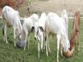 पशुसंवर्धन योजनेचा लक्ष्यांक कमी, लाभार्थीच जास्त - Marathi News | The aim of the Animal Husbandry Scheme is to reduce it, more for the beneficiary | Latest maharashtra News at Lokmat.com