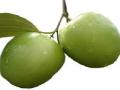 अ‍ॅपल बोर कलमात शेतकऱ्यांची फसवणूक - Marathi News | Farmers fraud in Apple bore collection | Latest gadchiroli News at Lokmat.com