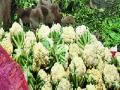 फ्लॉवर, लसणाच्या भावात वाढ - Marathi News | Flower, garlic prices rise | Latest pune News at Lokmat.com