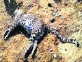 दोन वर्षात आठ बिबटांचा अपघाती मत्यू - Marathi News | The accidental death of eight leopards in two years | Latest buldhana News at Lokmat.com