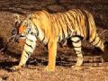झिम्बाब्वेत आणखी एका सिंहाची शिकार - Marathi News | Another lion victim in Zimbabwe | Latest international News at Lokmat.com